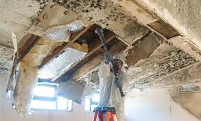 Trusted Bidwell, OH Mold Remediation Experts